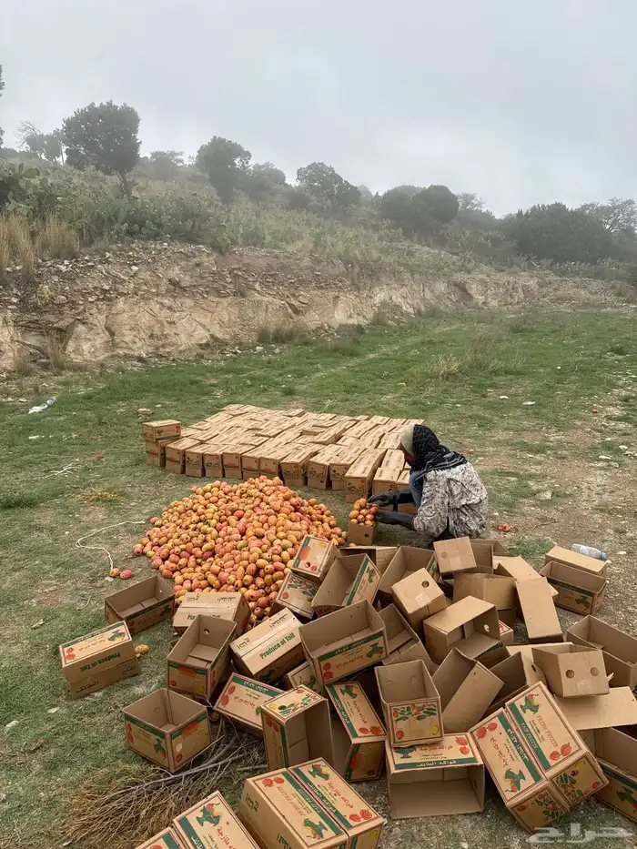 برشومي احمر 120 كرتون 0