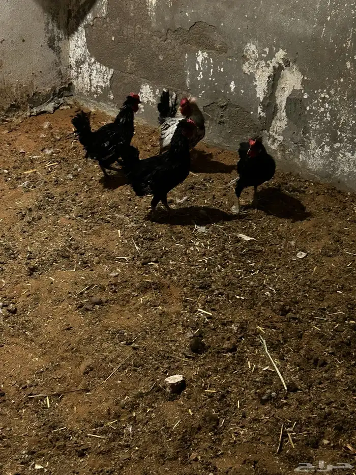 للبيع ديكه كويتيه صافيه 0