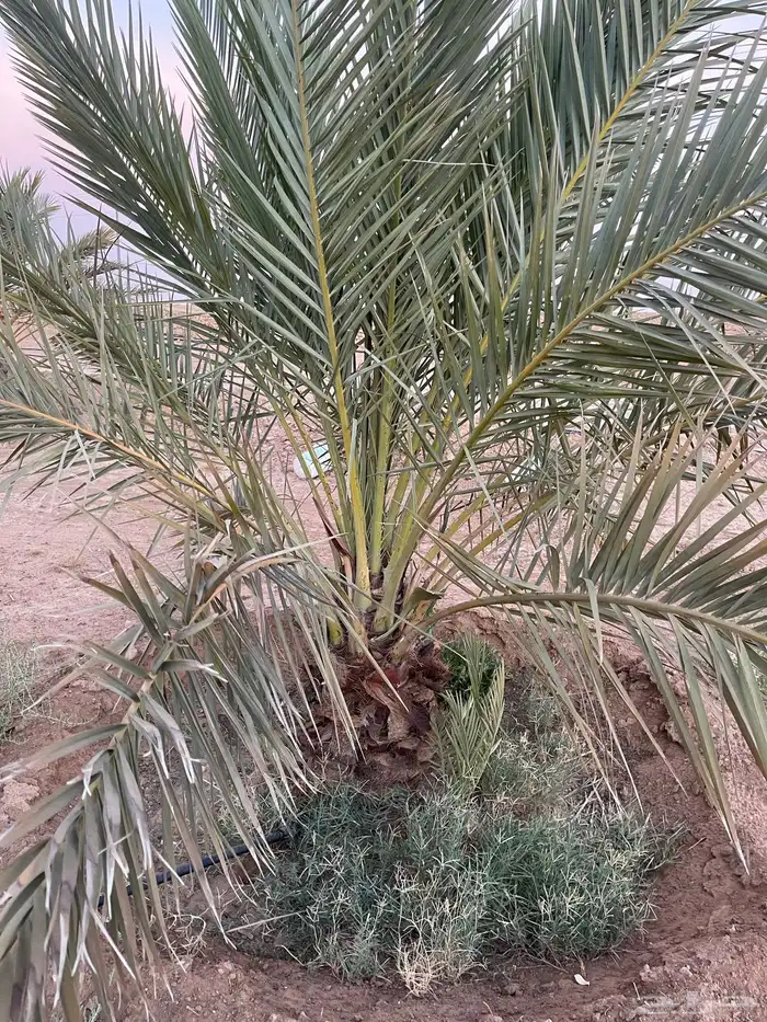 نخل نقايل عدد 16 بدون مقابل 16