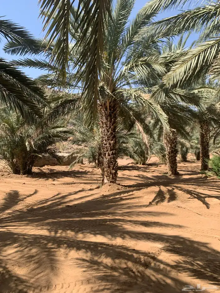 نخل متلبن من ثلاثه متر الى الربعه متر 2