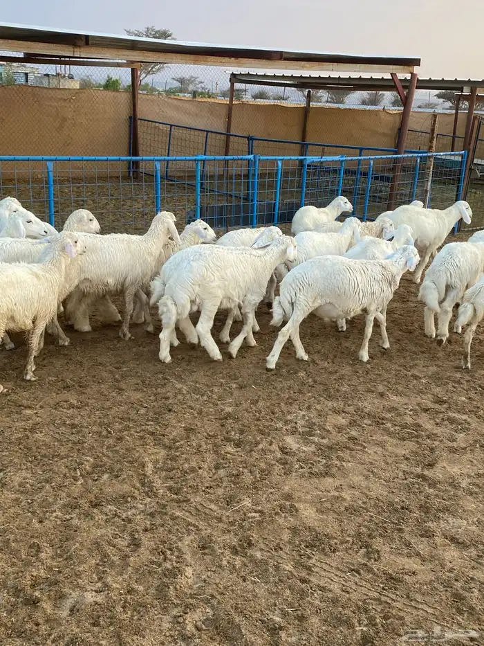 بهم تربيه 1