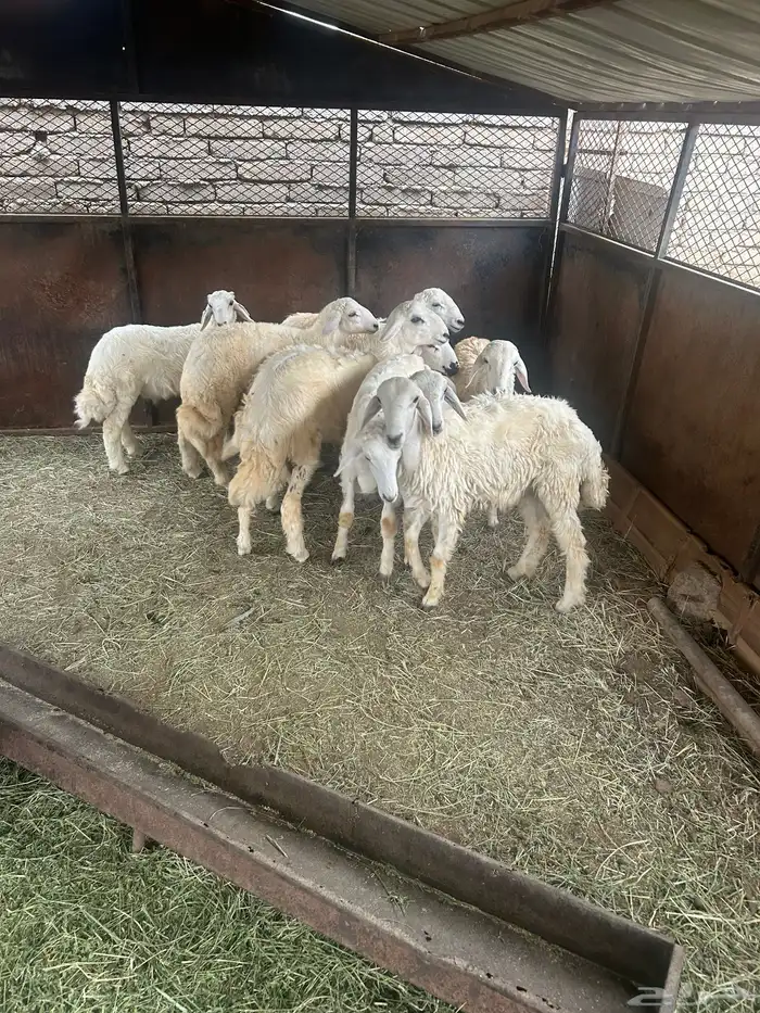 طليان العدد 10 2