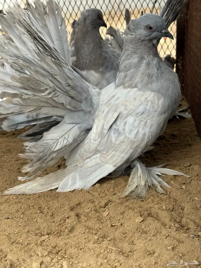 مجموعة رقاص أمريكي استاندر 12