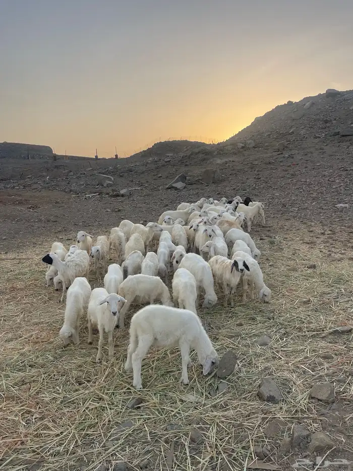 طليان ورخال حرية 10