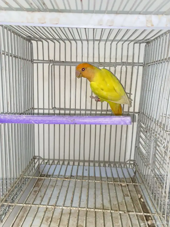 انثى روز محلله 1