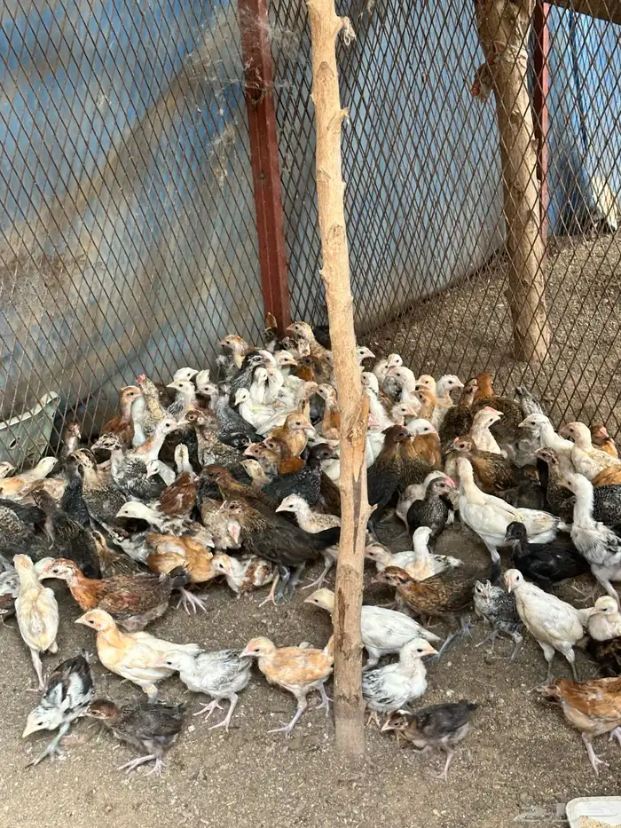 فروخ دجاج وديوك بلدي وفيومي العمر شهرين 4
