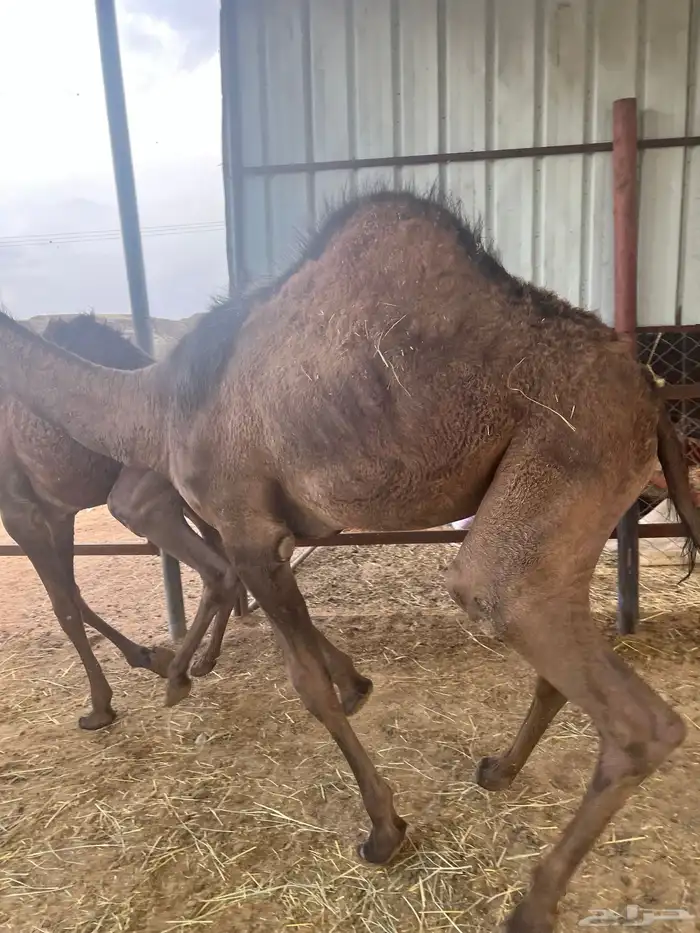 قعود موزع على ارباع واثمان 2