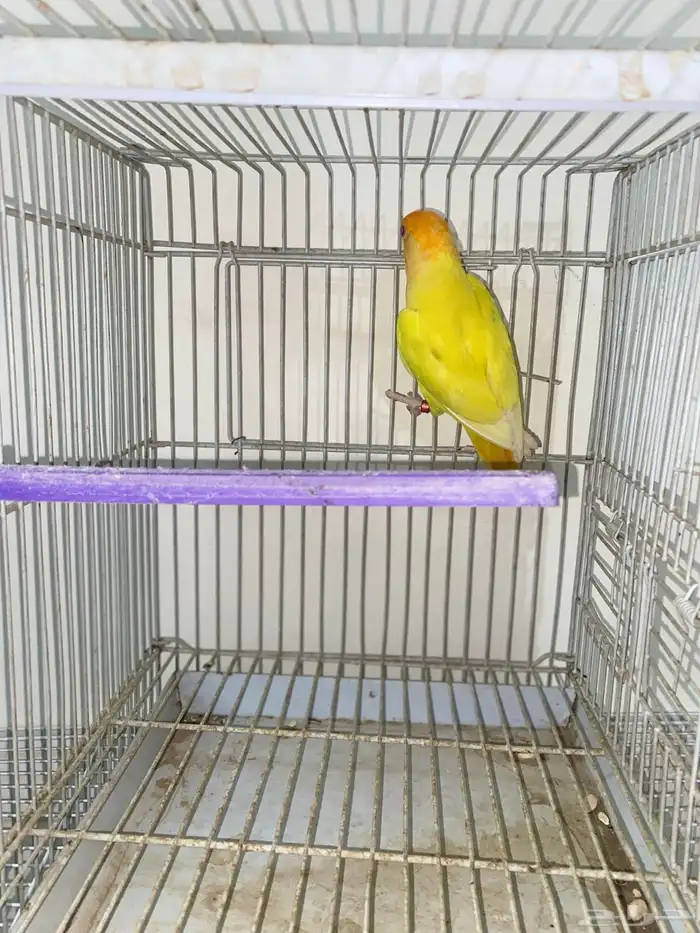 انثى روز محلله 2