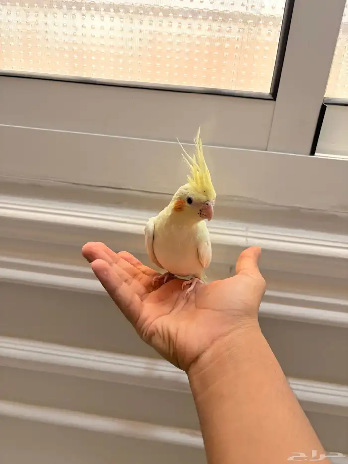 طير كروان لاتينو الليف مفطوم 2