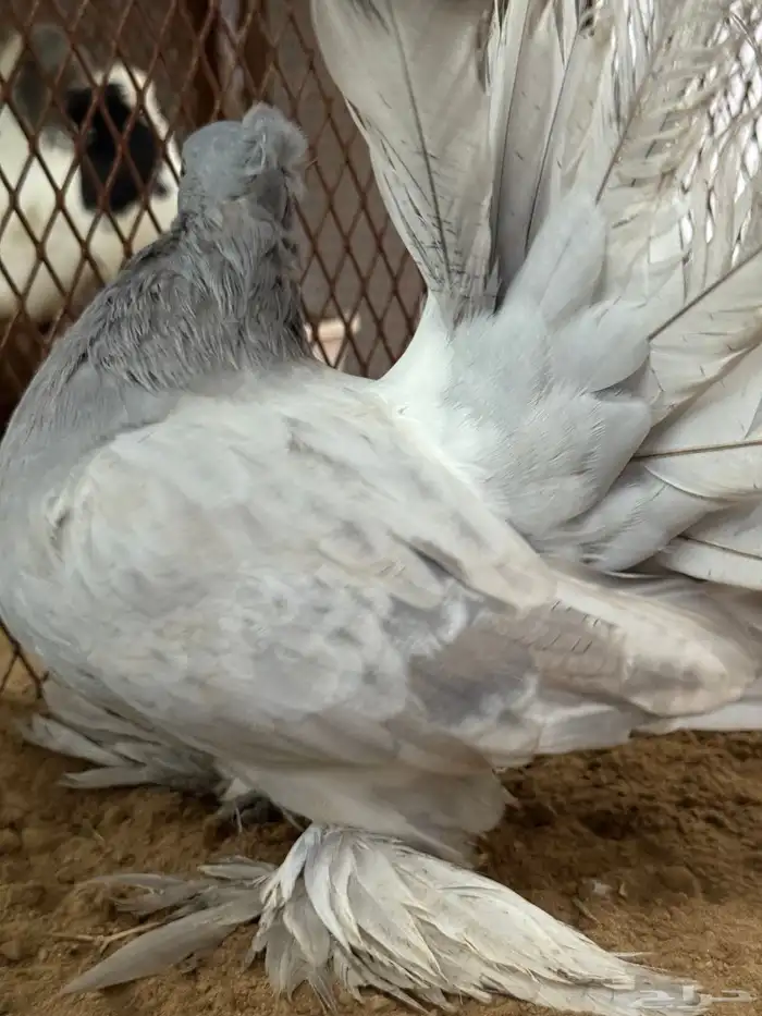 مجموعة رقاص أمريكي استاندر 9