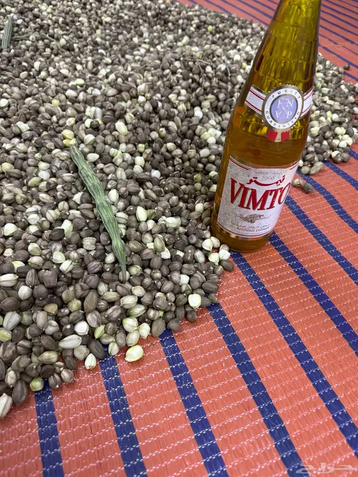بذار المورنقا ( البان العربي ) 2