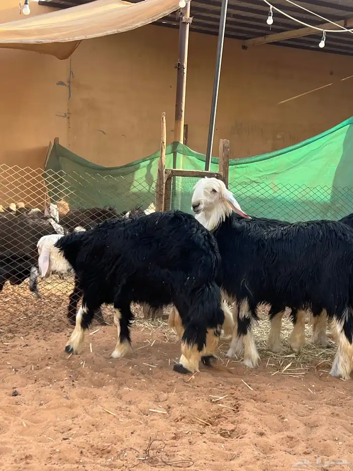 طليان نجد 2