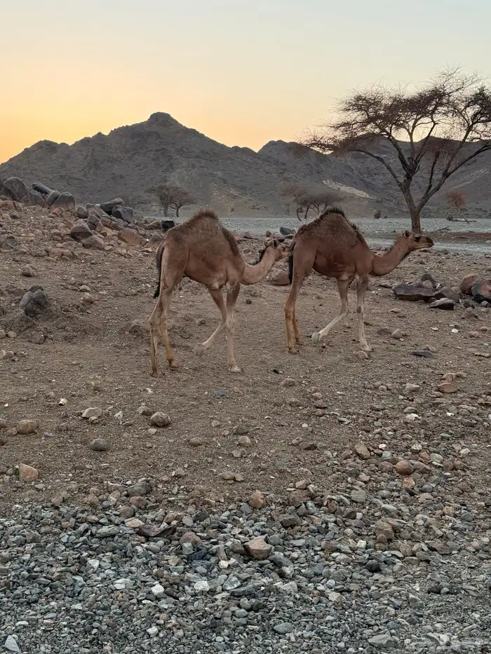 بكرتين للبيع وصل اليوم 3750 3