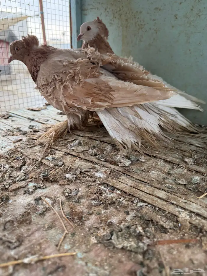 حمام أزواج 8