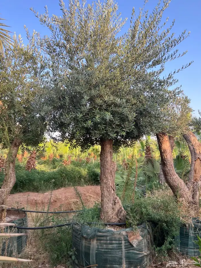 زيتون مراكن معمر 3