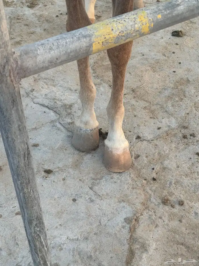 مهره شعبيه 2