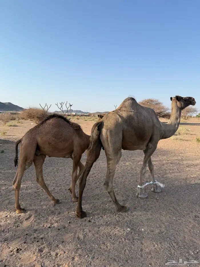 عشرا تحتها قعود طايش 1