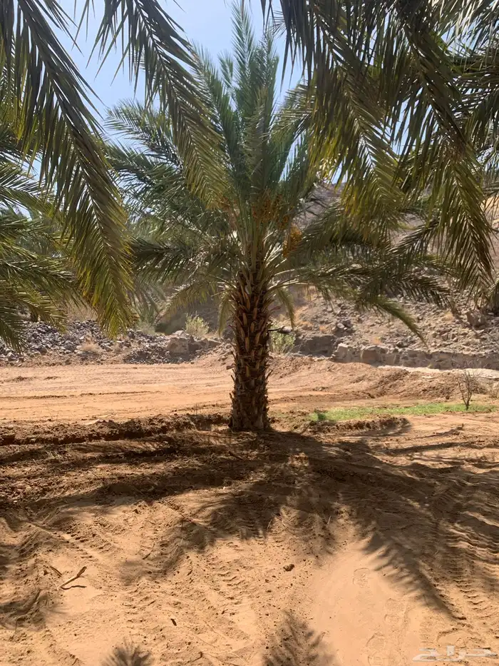 نخل متلبن من ثلاثه متر الى الربعه متر 5