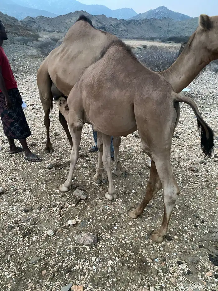قعود سمين لباني عمره 8 اشهر 1