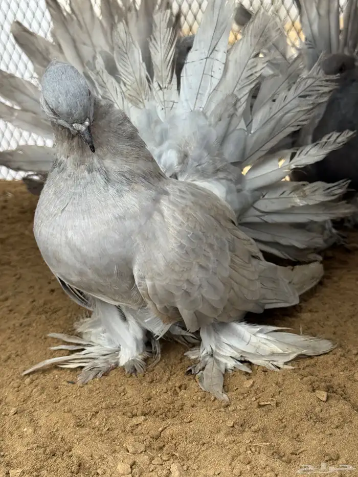 مجموعة رقاص أمريكي استاندر 10