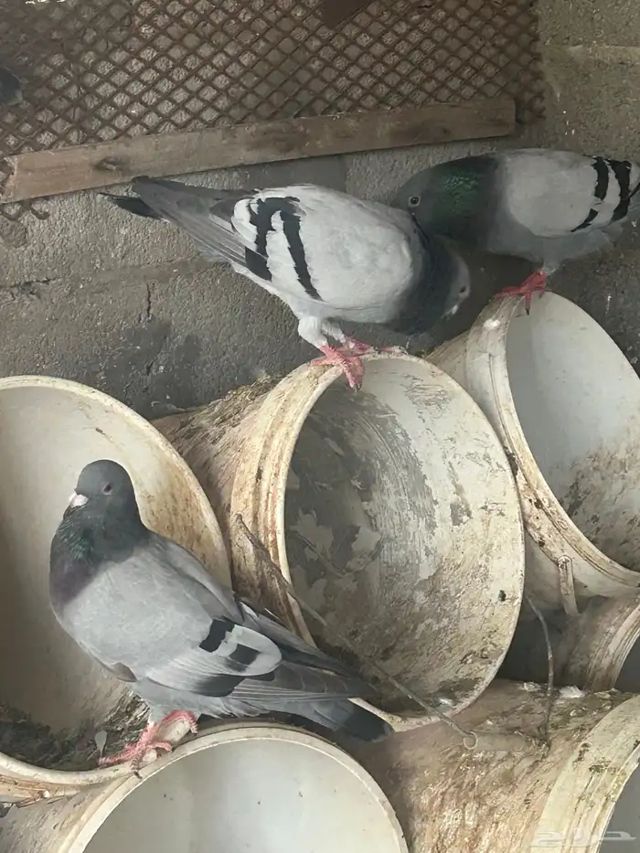 حمام 3