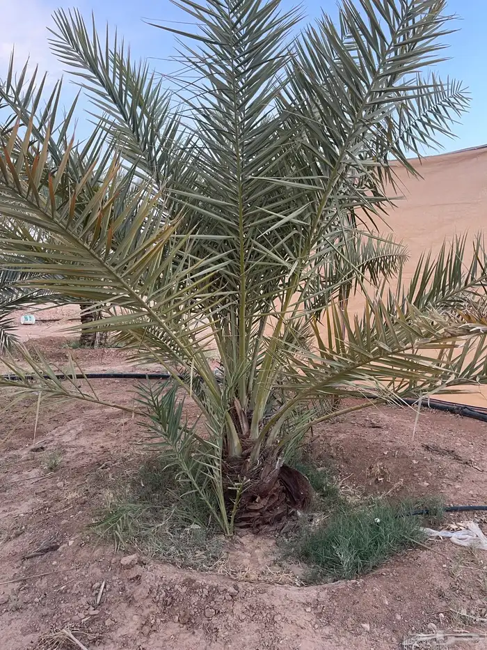 نخل نقايل عدد 16 بدون مقابل 4