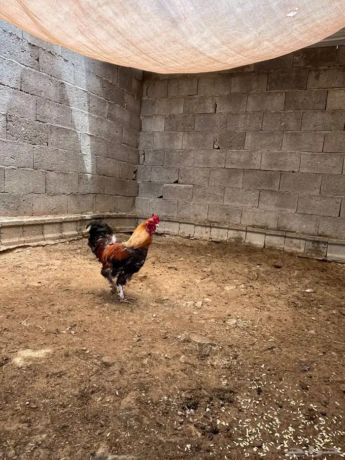 ديك مهجن برهماء 3