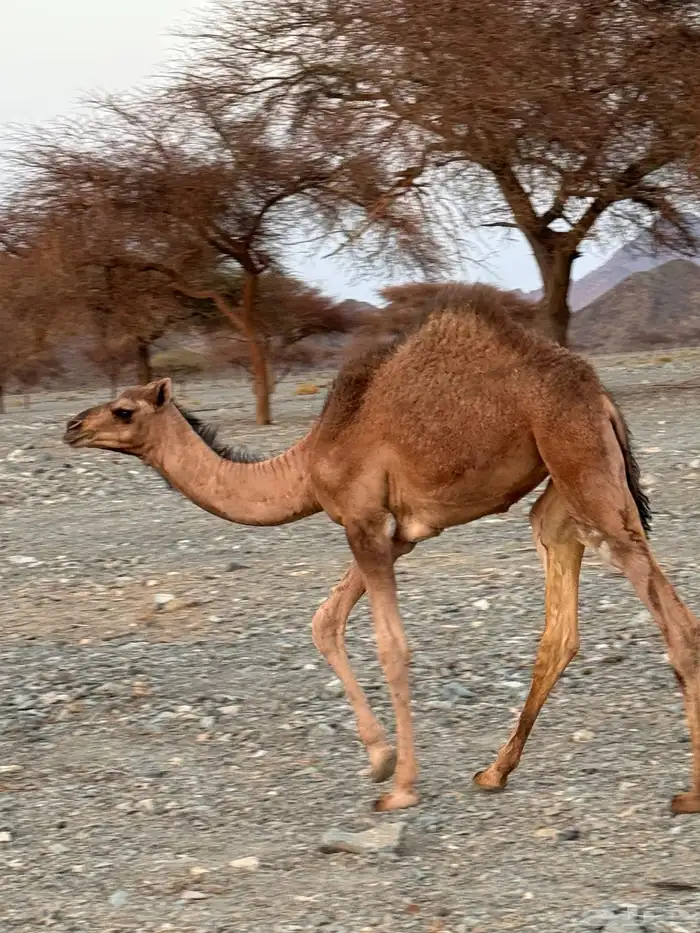 بكرتين للبيع وصل اليوم 3750 2