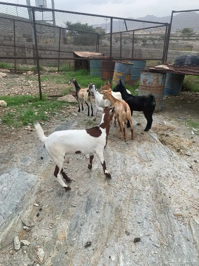 بسم الرحمن 3