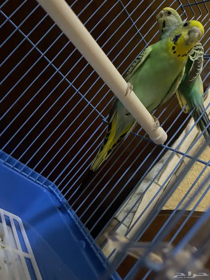 ببغاء Budgerigar 1