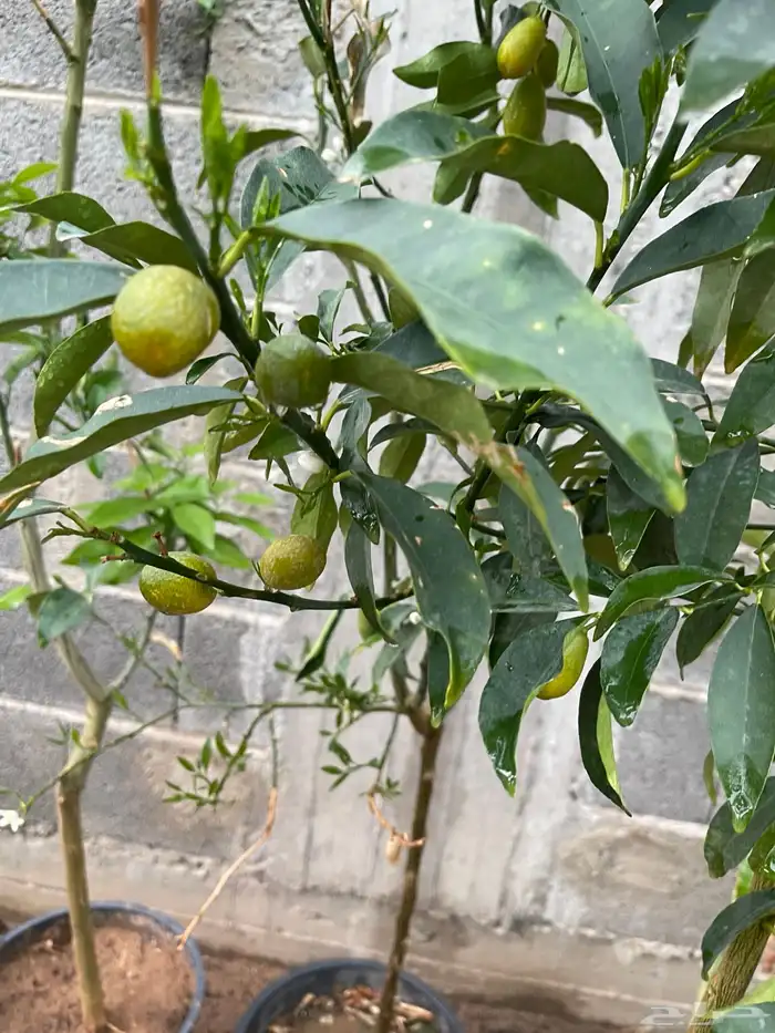 تصفيه على مجموعة اشجار 0