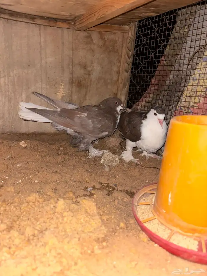 للبيع حمام 3