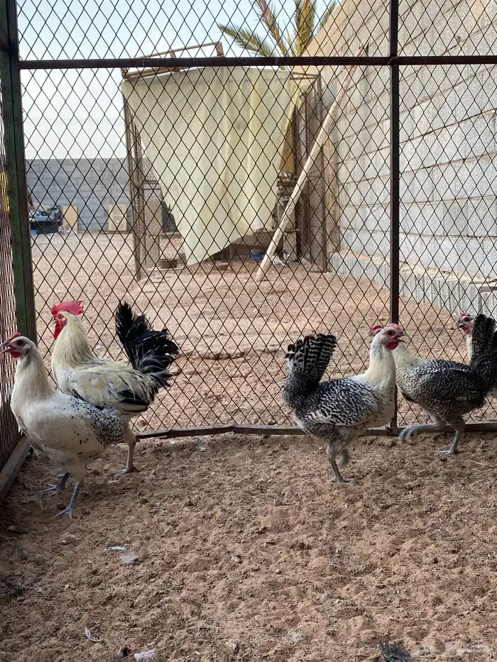 دجاج فيومي شبابي 0