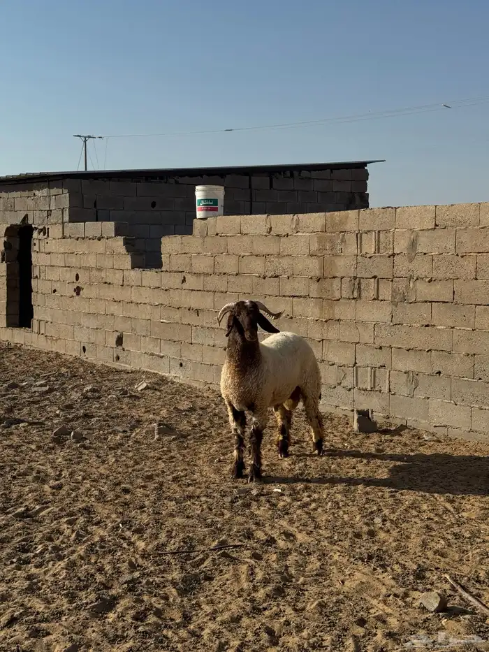 للبيع خروف صنف معرف من صوبين من مراح طيب 2