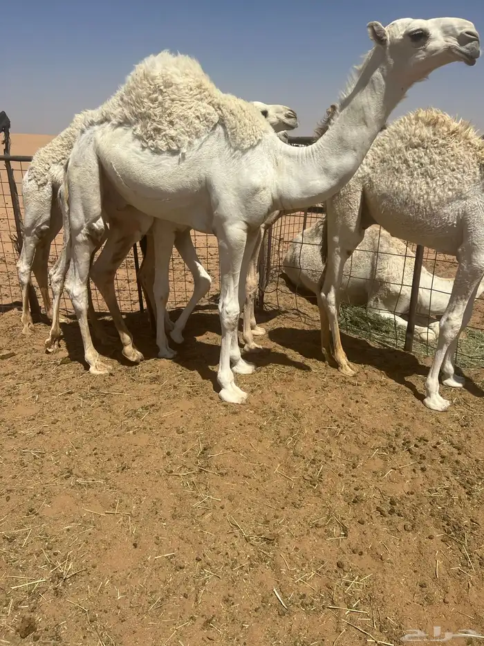 للبيع الحوار الطايش 2