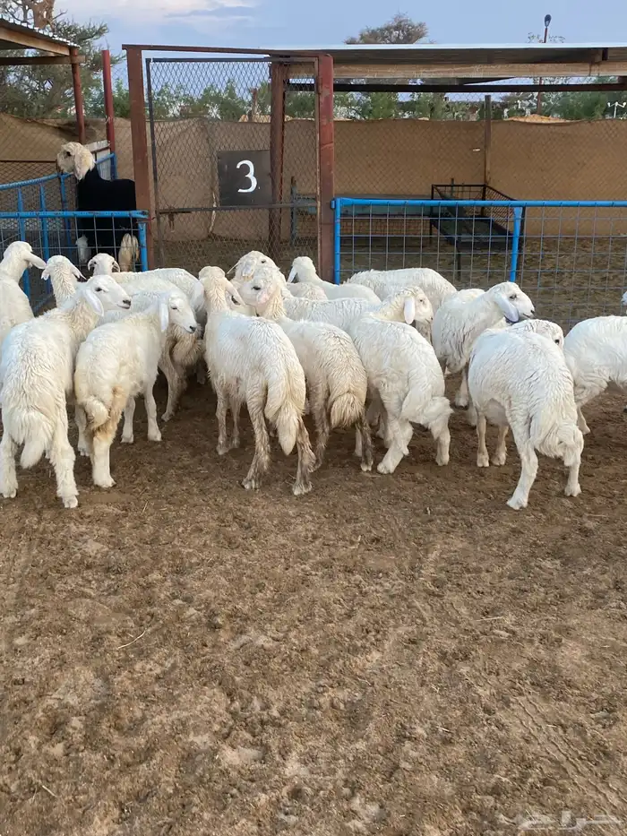 بهم تربيه 0