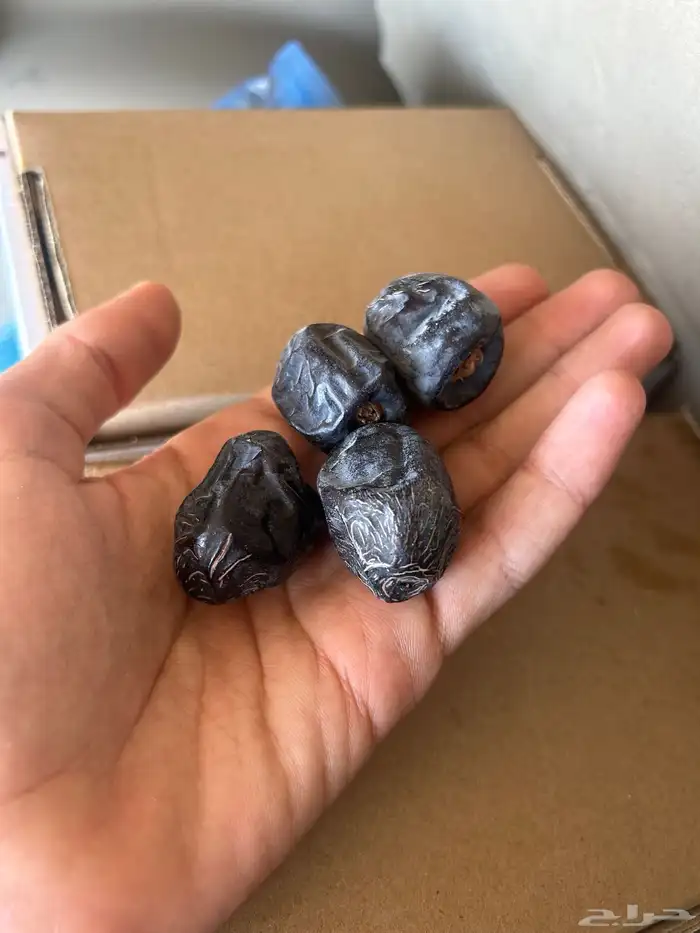 تمور تمر عجوه المدينه 14