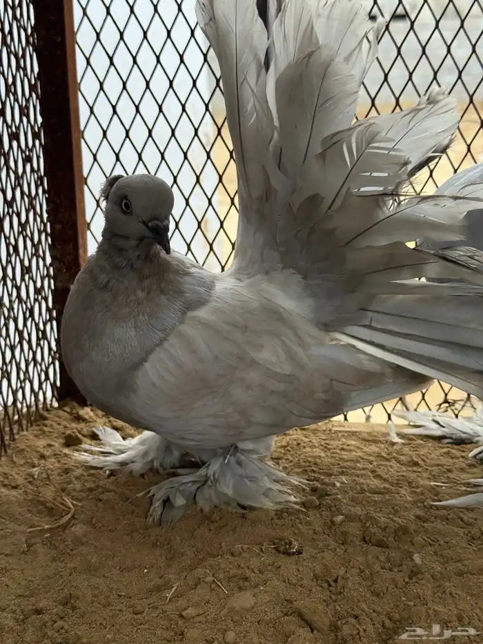 مجموعة رقاص أمريكي استاندر 17