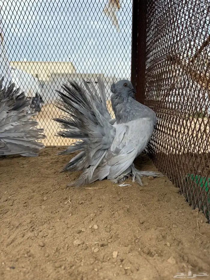 مجموعة رقاص أمريكي استاندر 6