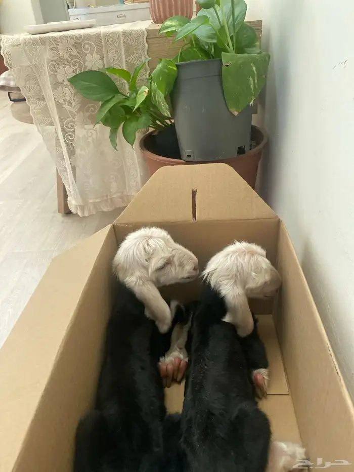 دواغير نجددطيبه 0