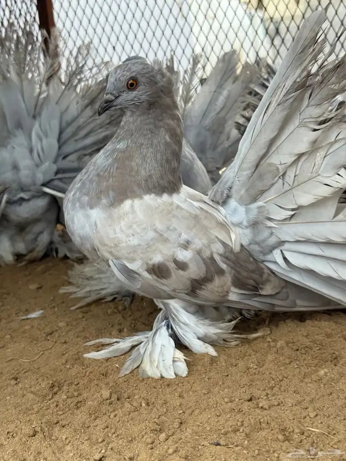 مجموعة رقاص أمريكي استاندر 0