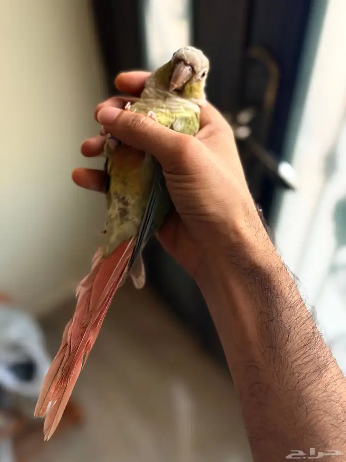 كنيور اناناس 1