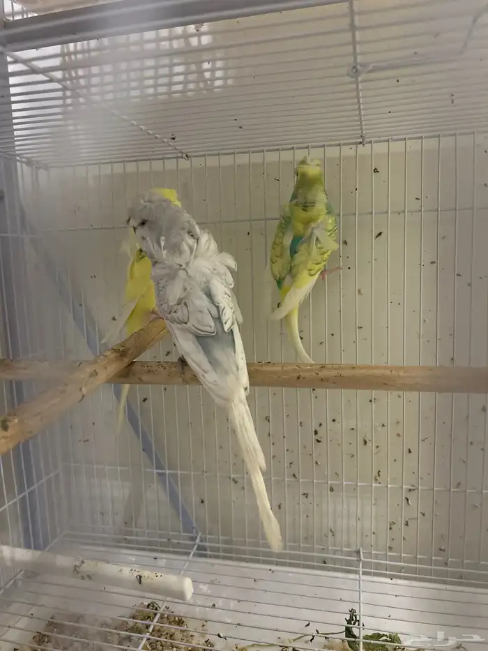 هوقو ذكور بالغه جاهزه الانتاج 3