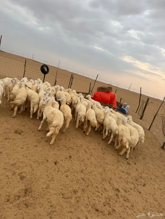 بهم تربية 2