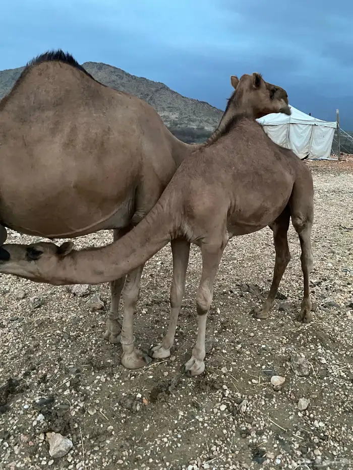 قعود سمين لباني عمره 8 اشهر 0