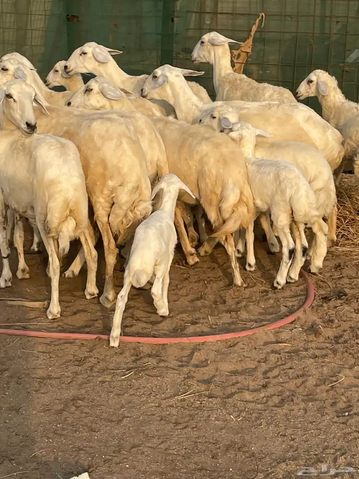 نعاج خلفات 1