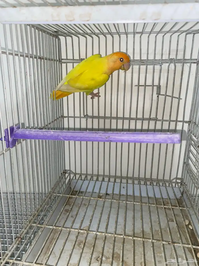 انثى روز محلله 0