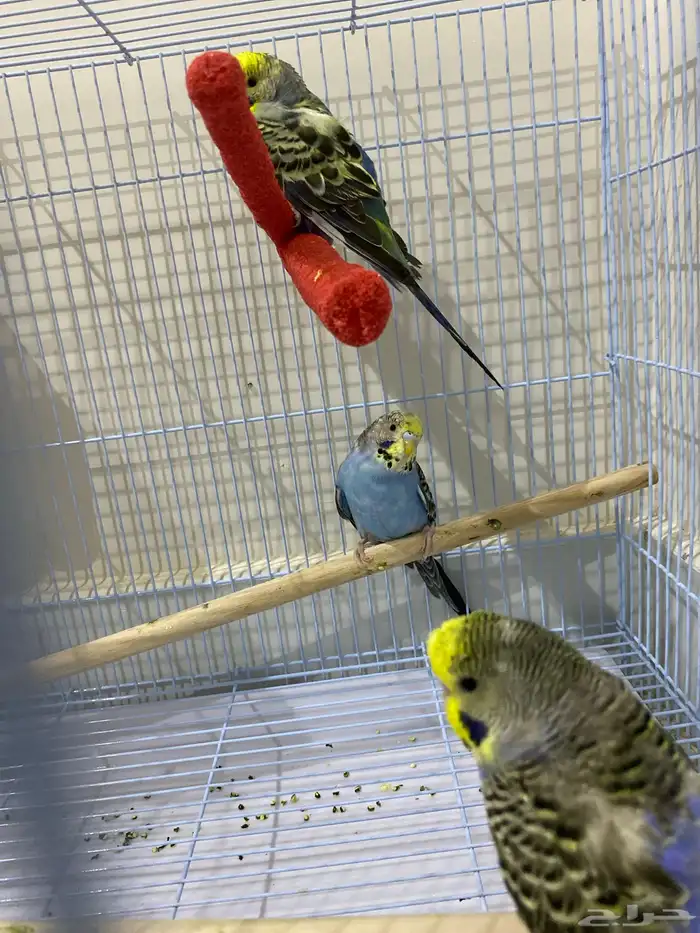 بادجي 3 حبات 0