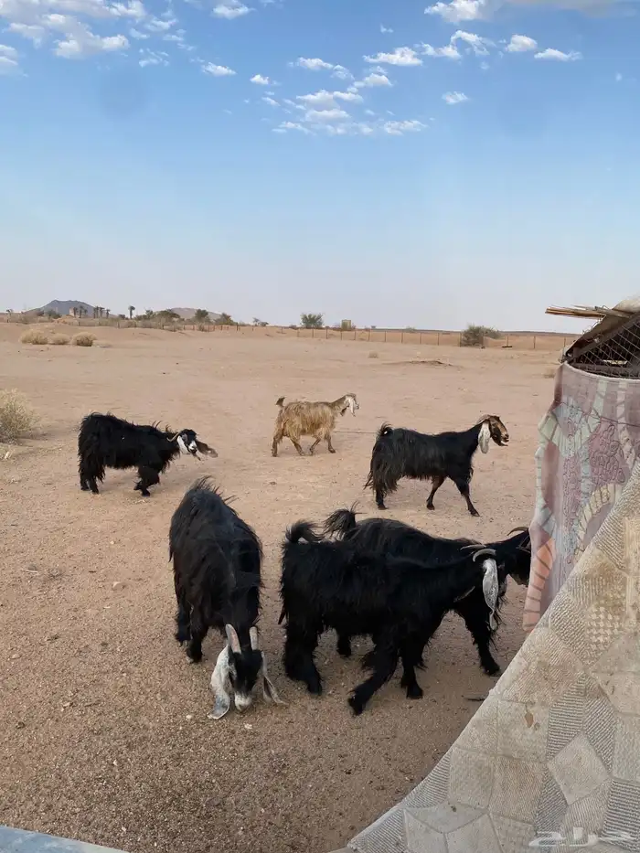 معزا 0
