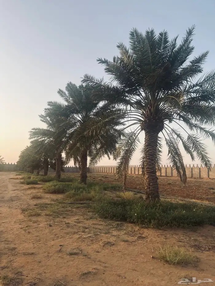 نخل للبيع 1